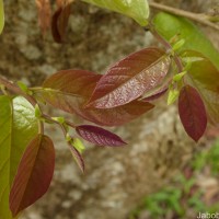 Holoptelea integrifolia (Roxb.) Planch.